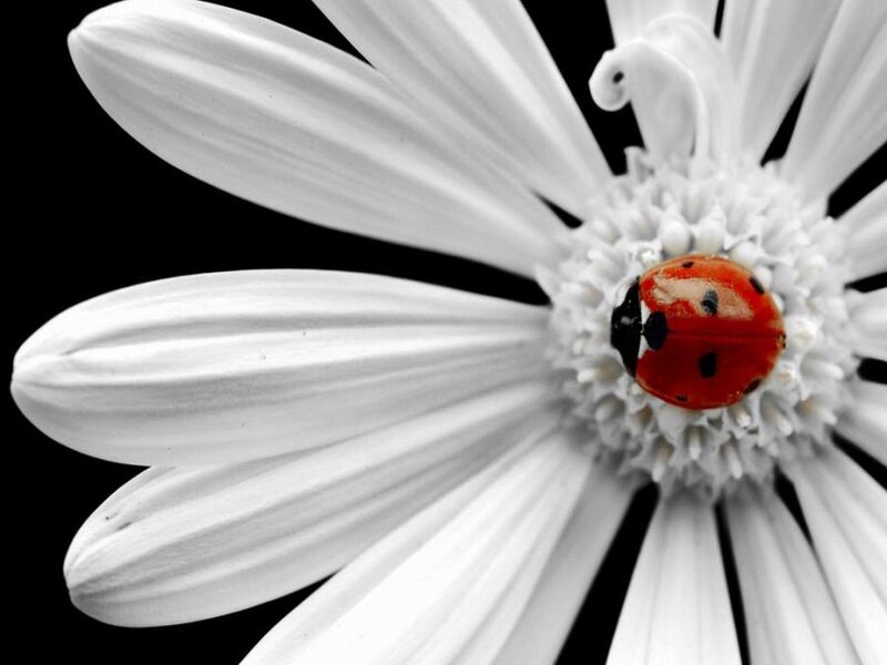 Ladybug on White Flower — Dramatic