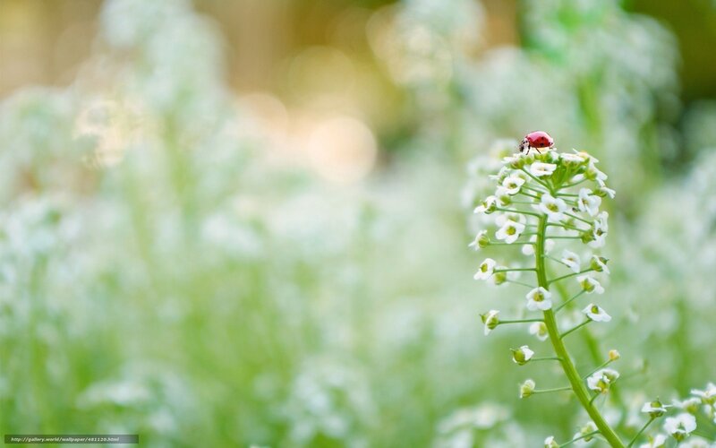 Ladybug on White Flower — Green, Serene
