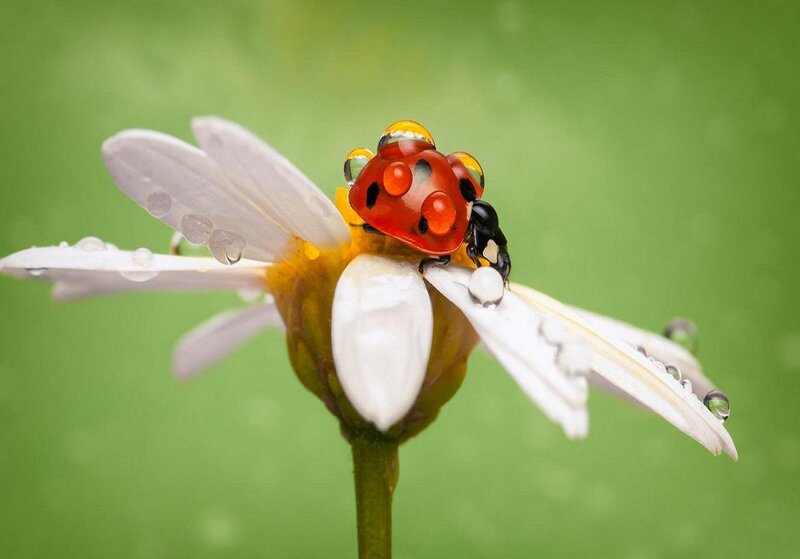 Ladybug on White Flower — Green