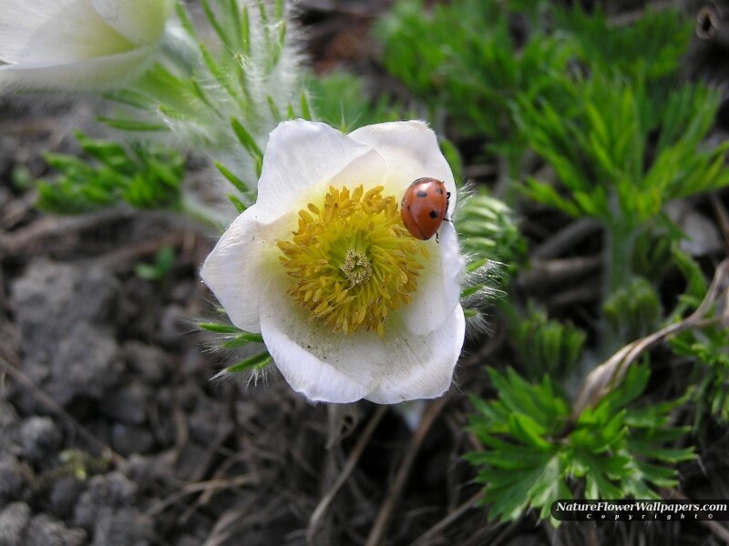 Ladybug on White Flower — Natural