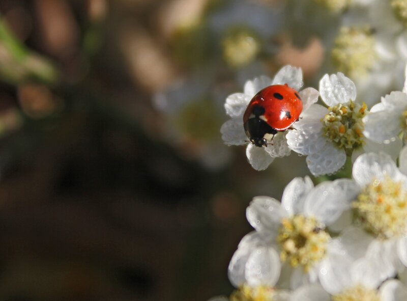 Ladybug on White Flower — Red, Calm, Morning