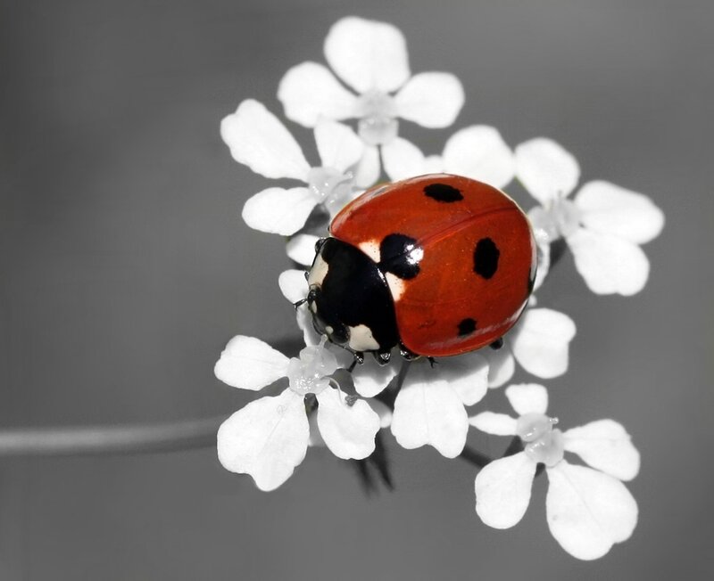 Ladybug on White Flower — Red, Calm