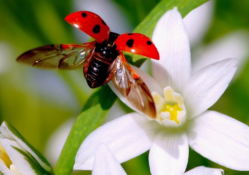 Ladybug on White Flower — Red, Natural
