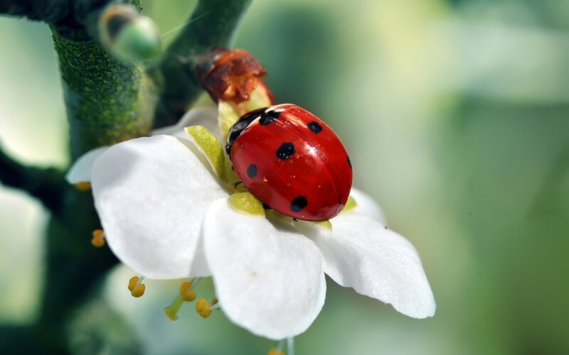 Ladybug on White Flower — Red, Serene, Spring, Photograph