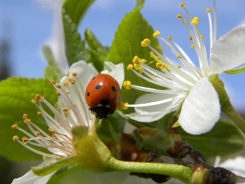 Ladybug on White Flower — Red, Serene, Spring