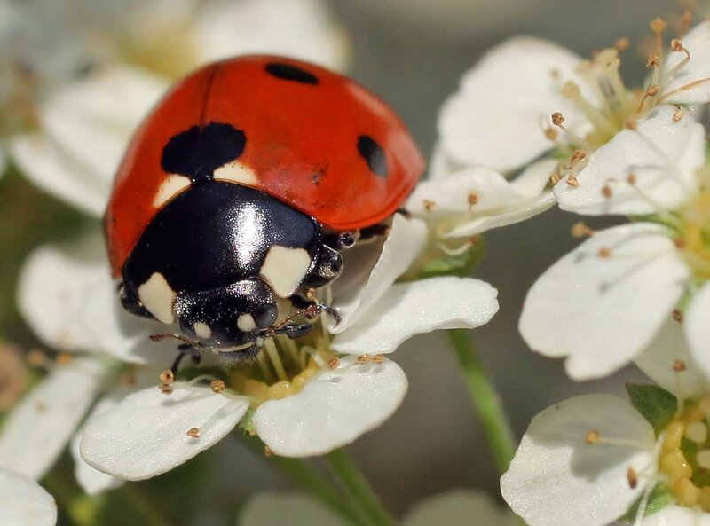 Ladybug on White Flower — Red
