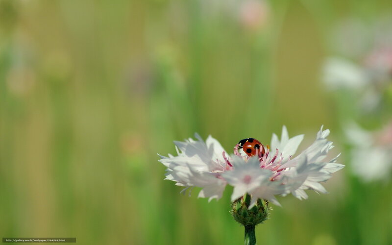 Ladybug on White Flower — Serene, Afternoon, Photograph, Insect, Green Grass