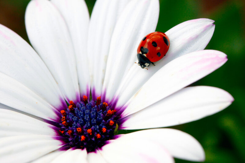 Ladybug on White Flower — Serene, Afternoon, Photograph, Insect, Petal