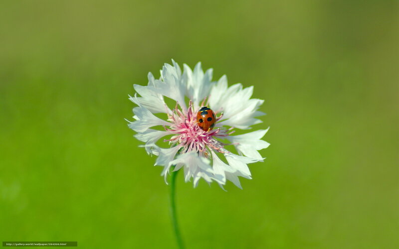 Ladybug on White Flower — Serene, Afternoon, Photograph, Insect