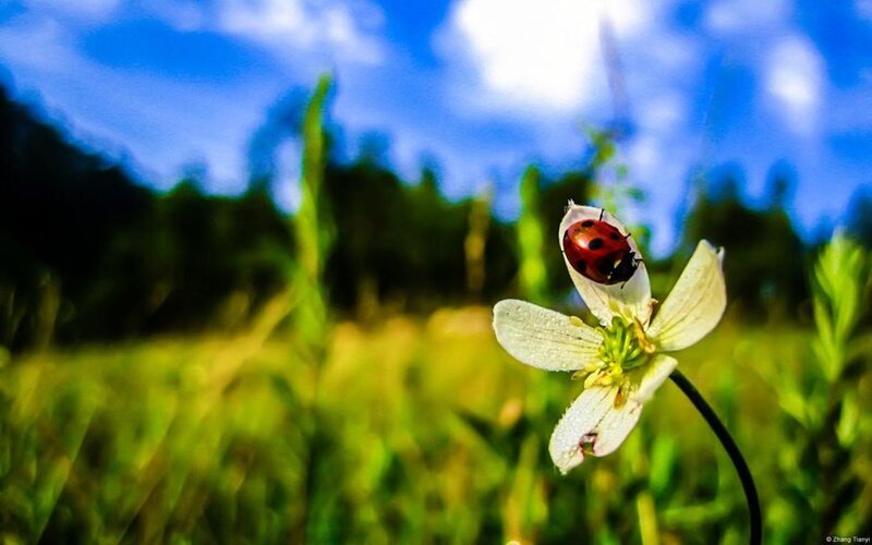 Ladybug on White Flower — Serene, Afternoon, Photograph