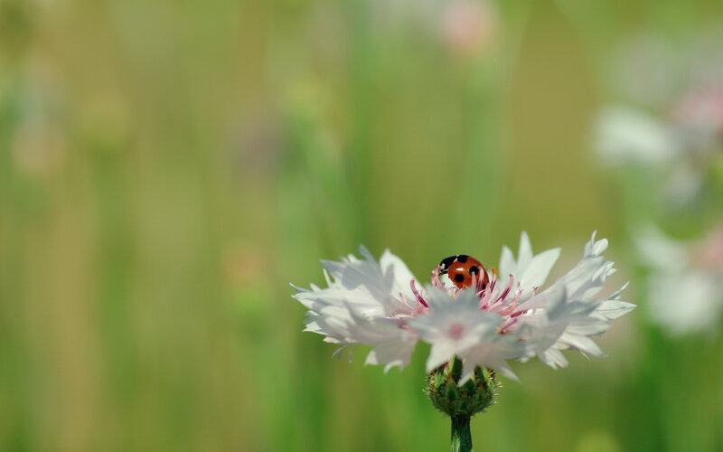 Ladybug on White Flower — Serene, Afternoon