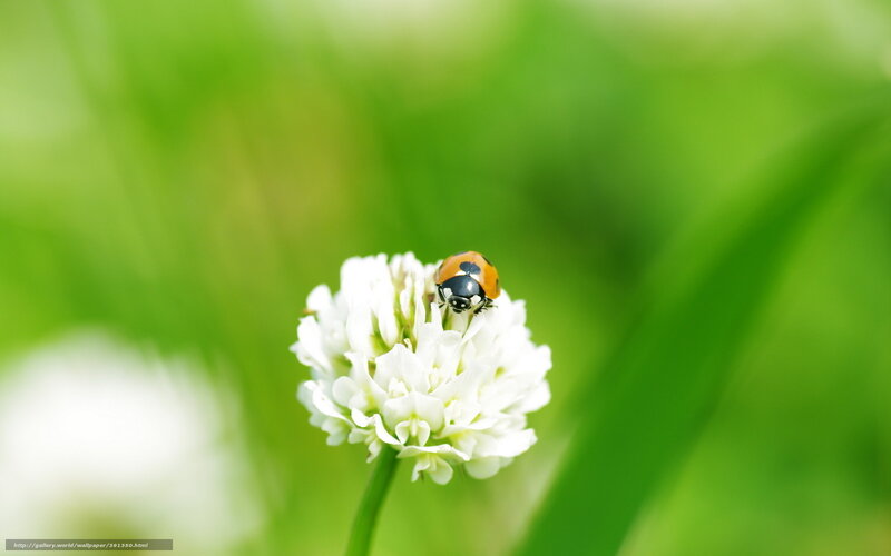 Ladybug on White Flower — Serene, Morning, Photograph