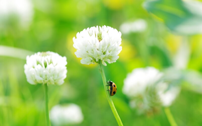 Ladybug on White Flower — Serene, Morning