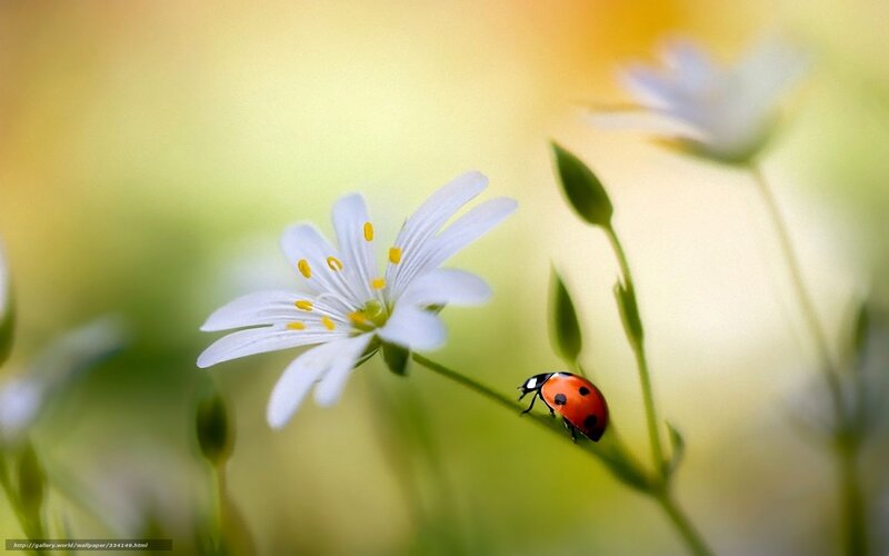 Ladybug on White Flower — Serene, Spring, Photograph, Bud, Stem