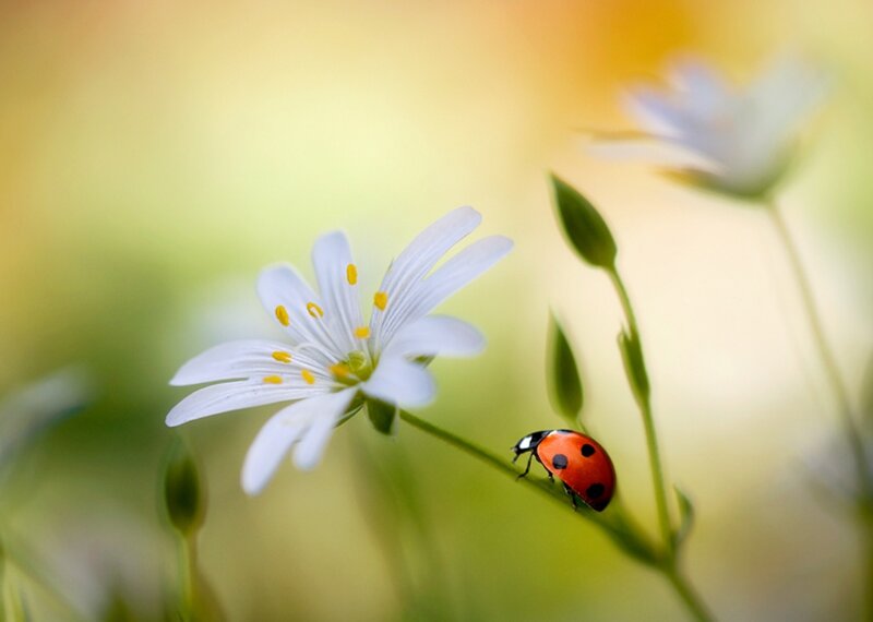 Ladybug on White Flower — Serene, Spring, Photograph, Bud