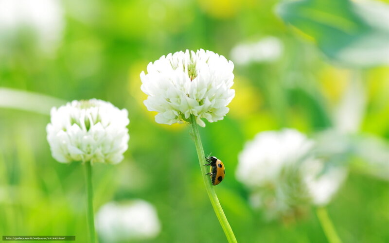 Ladybug on White Flower — Serene, Spring, Photograph, Insect, Stem