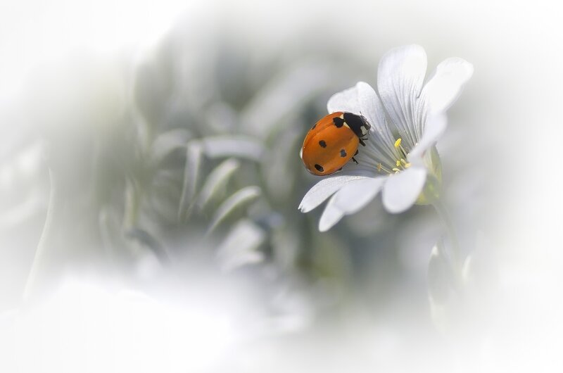 Ladybug on White Flower — Serene, Spring, Photograph, Insect