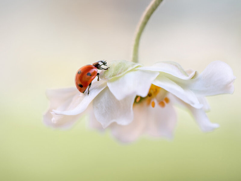 Ladybug on White Flower — Serene, Spring, Photograph, Stem