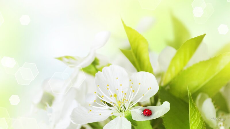Ladybug on White Flower — Serene, Spring, Photograph