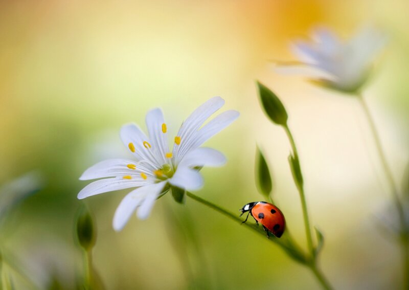 Ladybug on White Flower — Serene, Spring