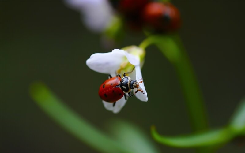 ladybug on white flower
