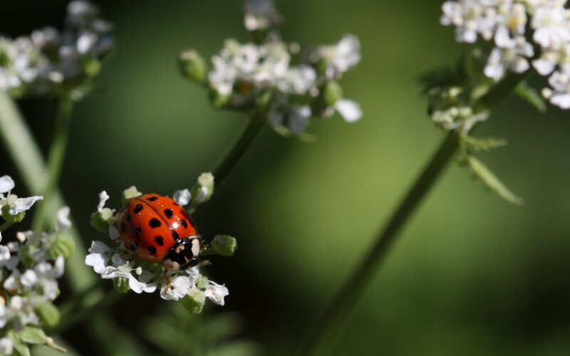 ladybug on white flowers