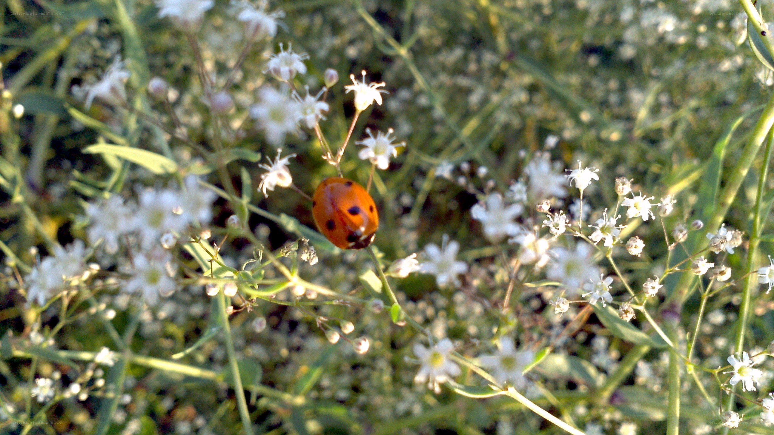 ladybug on white flowers