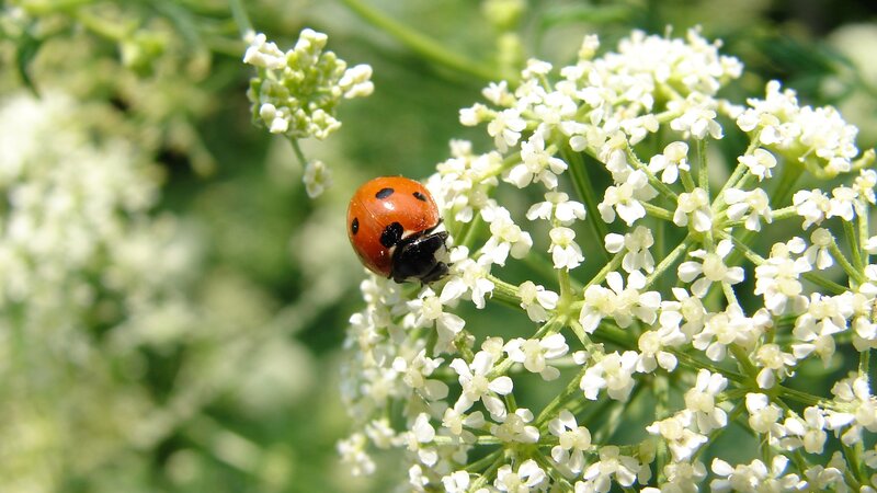 Ladybug on White Flowers — Calm, Afternoon