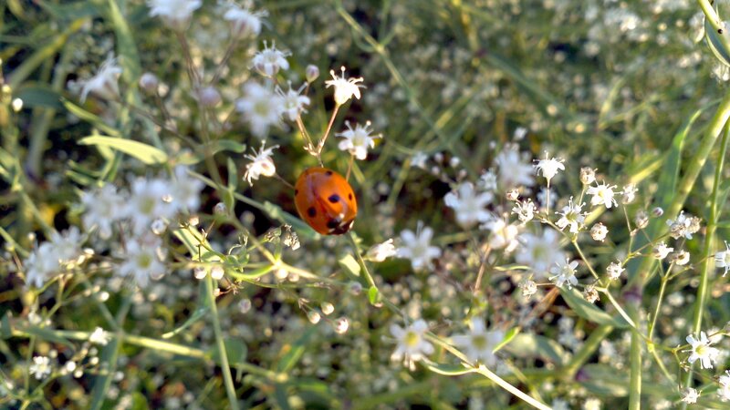 Ladybug on White Flowers — Orange