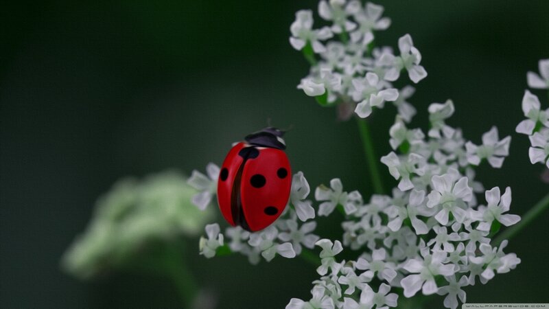 Ladybug on White Flowers — Red, Serene, Spring