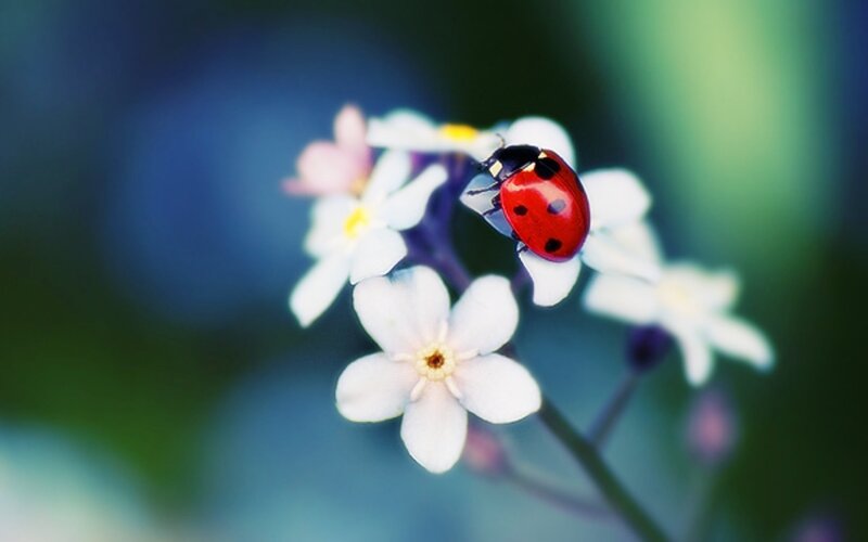 Ladybug on White Flowers — Red