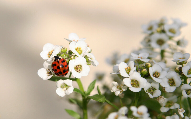 Ladybug on White Flowers — Serene, Afternoon