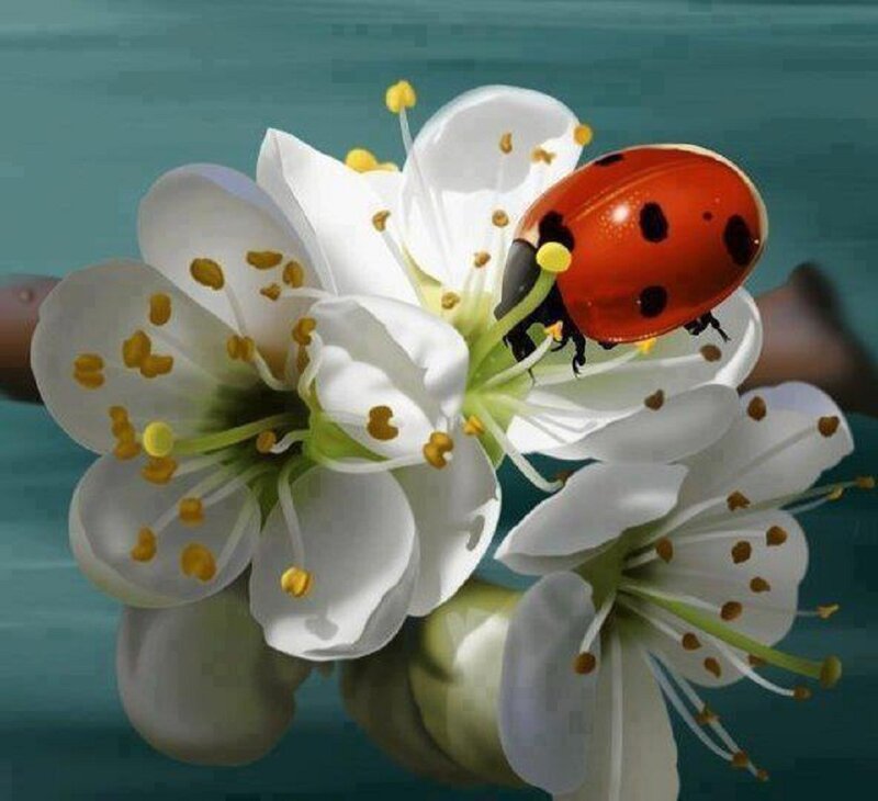 Ladybug on White Flowers — Serene, Spring, Digital Art