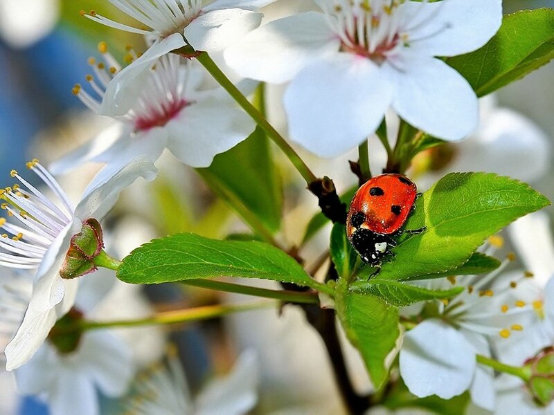 Ladybug on White Flowers — Serene, Spring, Photograph, Leaves