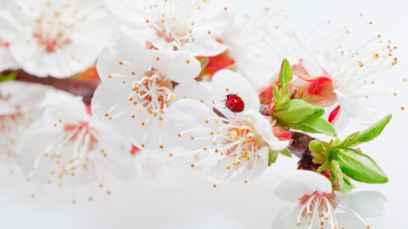 Ladybug on White Flowers — Serene, Spring, Photograph