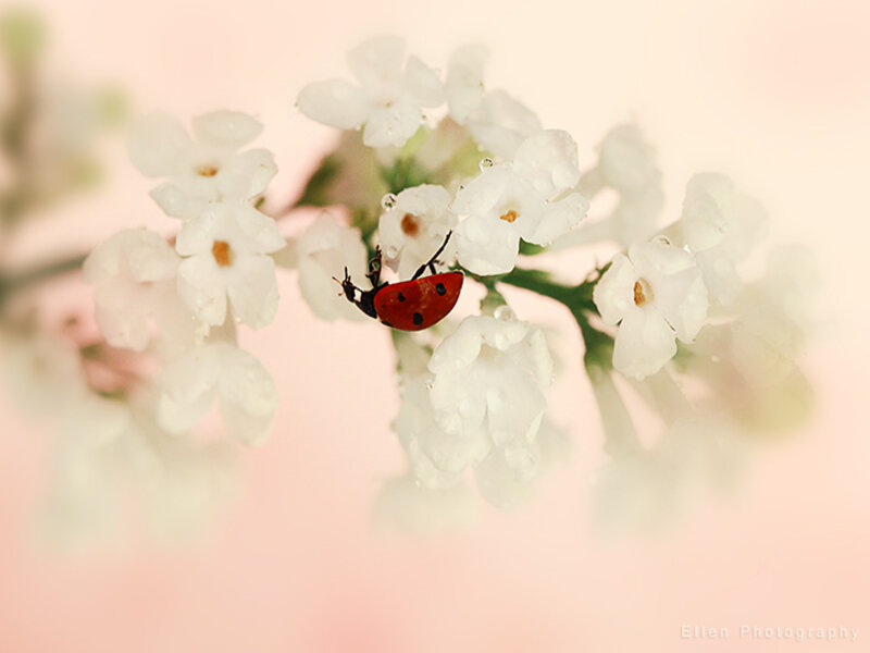 Ladybug on White Flowers — Serene, Spring