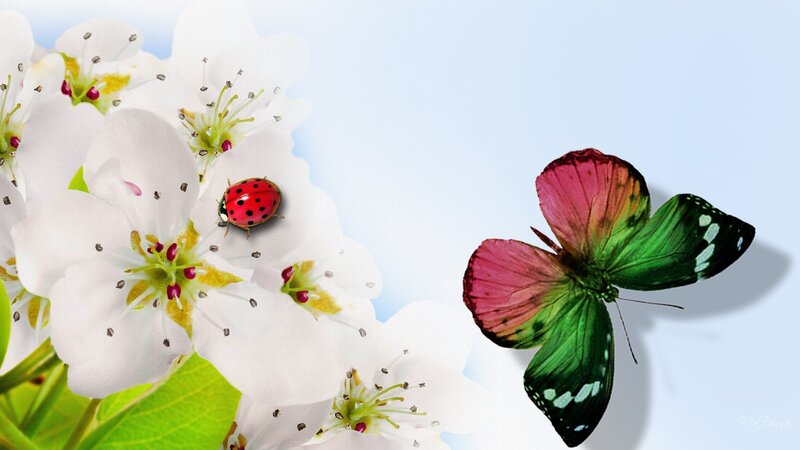 Ladybug on White Flowers — Serene