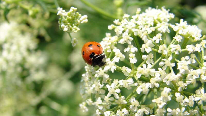 ladybug on white flowers