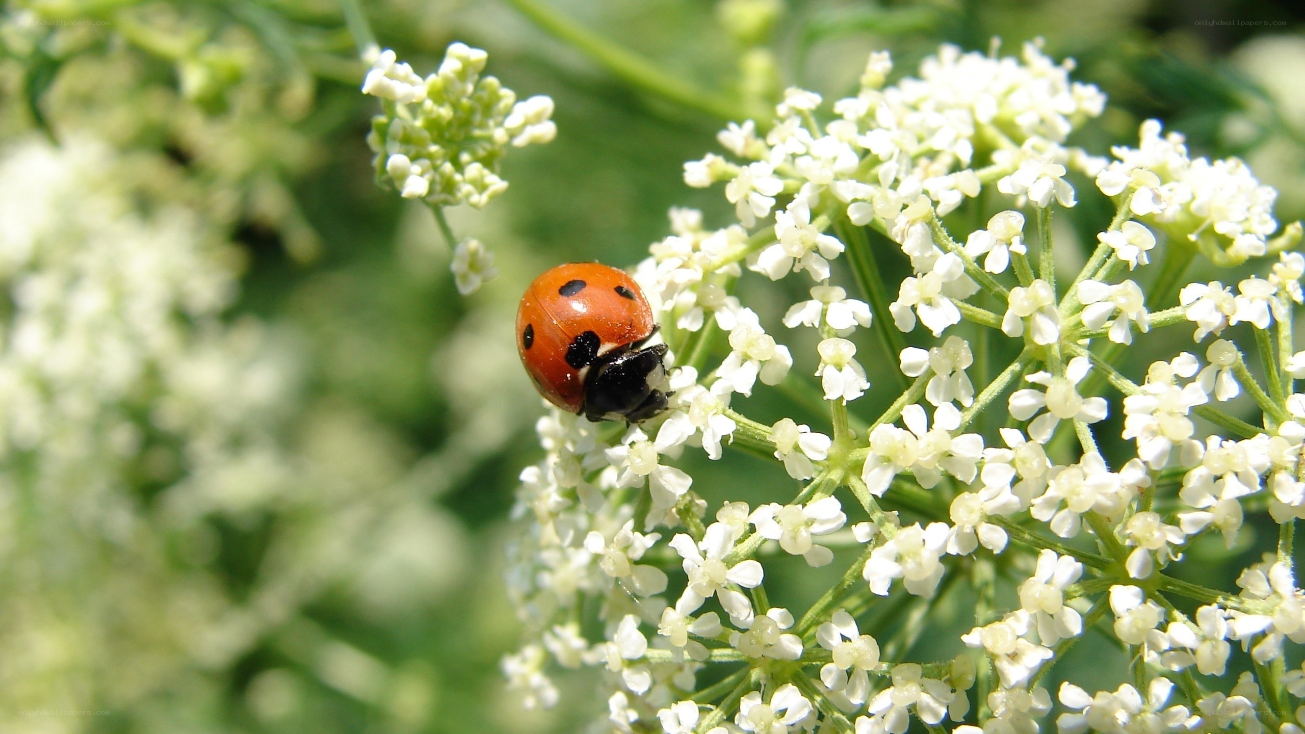 ladybug on white flowers