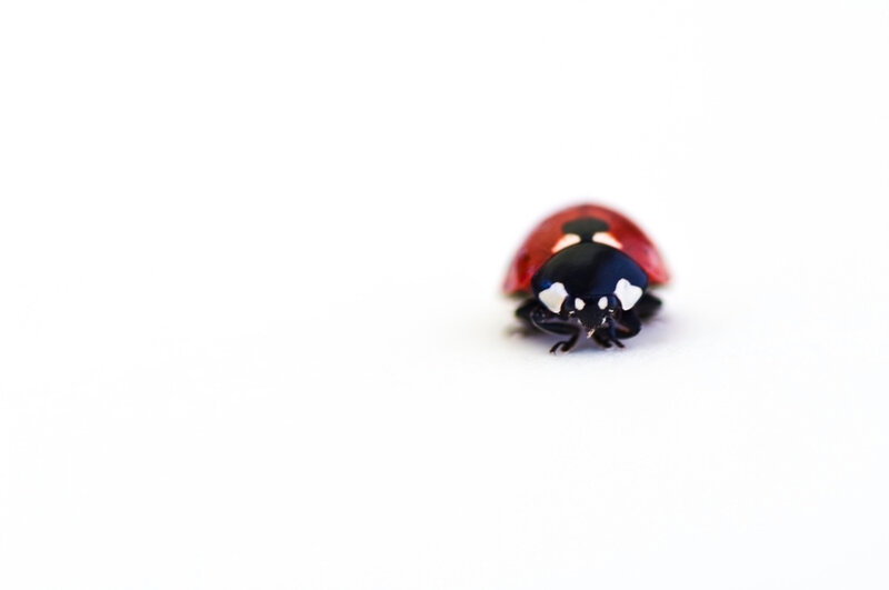Ladybug on White Surface