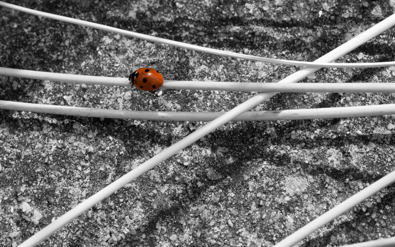 ladybug on white wires