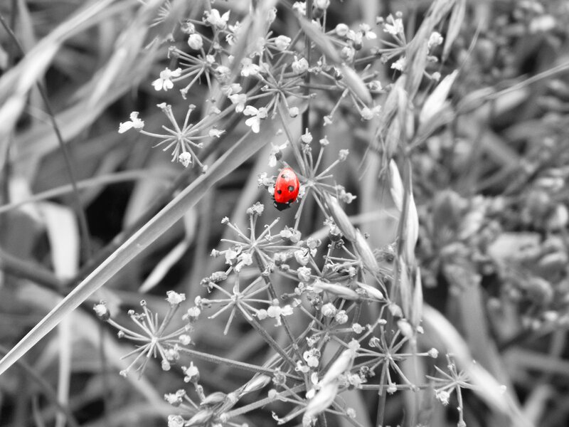 ladybug on wildflowers