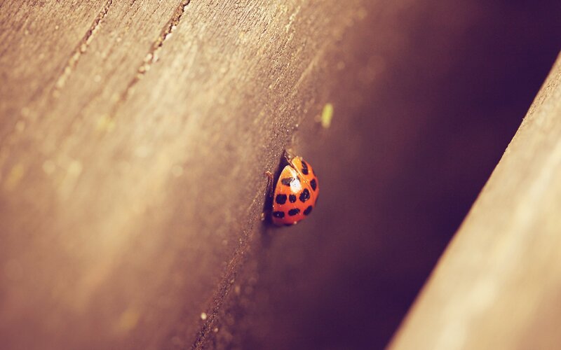 Ladybug on Wood — Brown, Calm