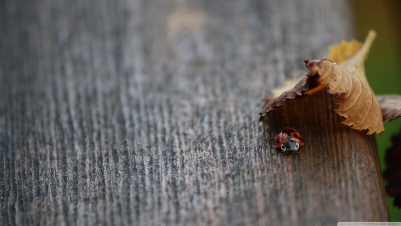 Ladybug on Wood — Brown