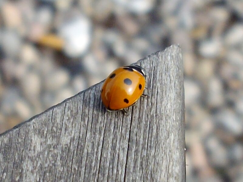 Ladybug on Wood — Orange