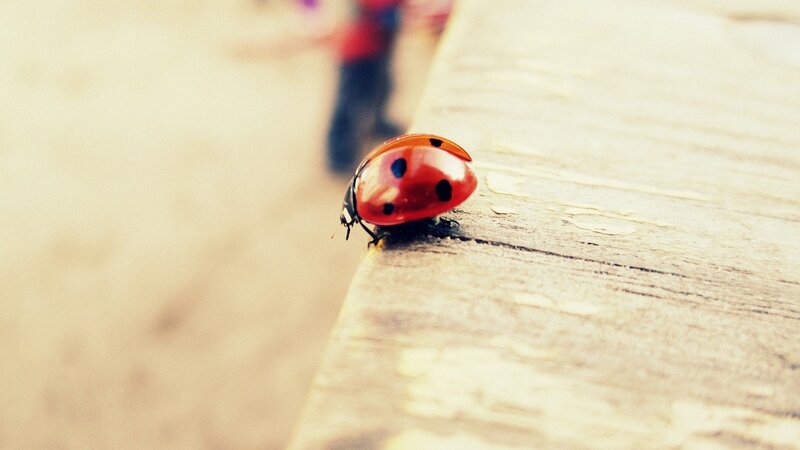 Ladybug on Wood — Red, Calm, Photograph