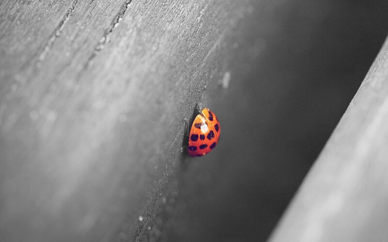 Ladybug on Wood — Red, Dramatic