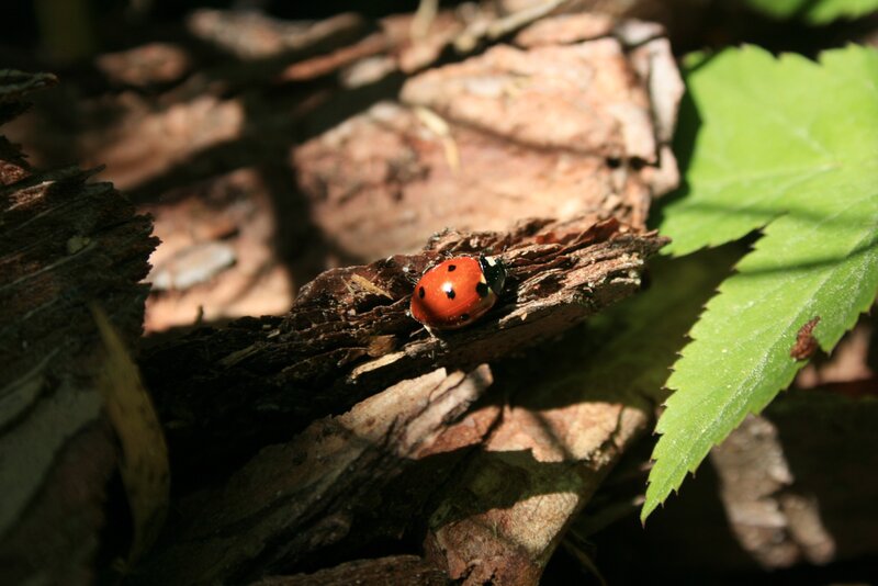 Ladybug on Wood — Red, Natural, Afternoon