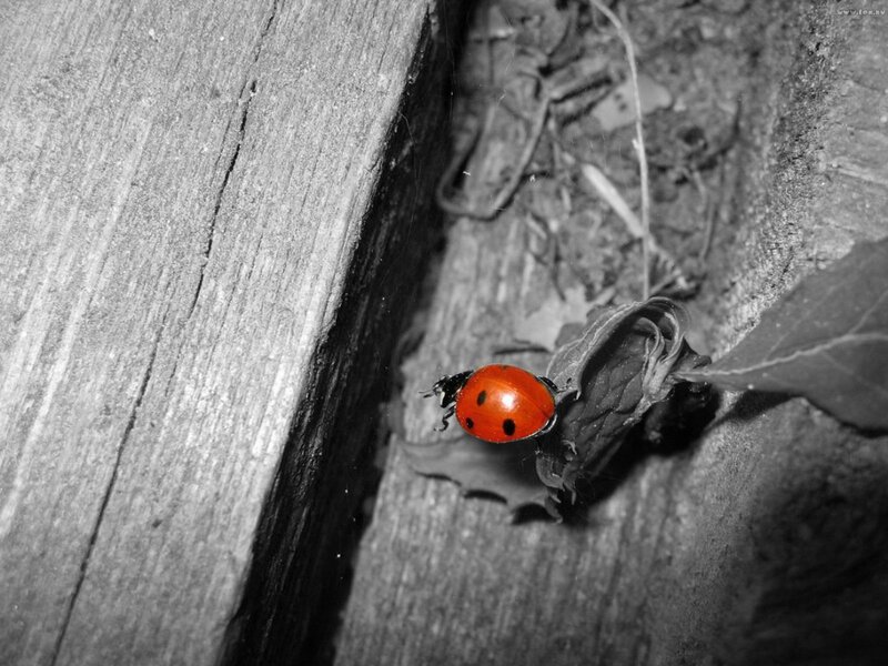 Ladybug on Wood — Red, Natural