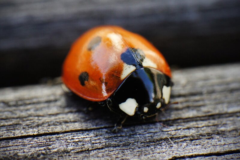 Ladybug on Wood — Red